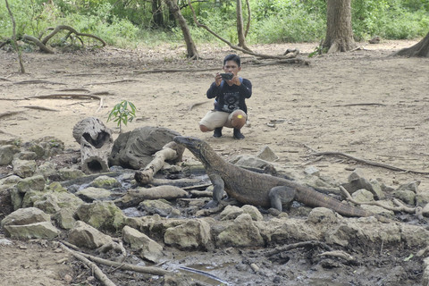 Komodo di Pulau Loh Liang. Foto: Nadia Riso/kumparan