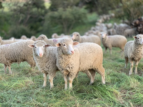 ilustrasi perbedaan domba dan kambing. sumber: unsplash/tanner yould
