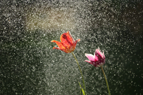 Kemarau Basah sampai Kapan. Foto Hanya Ilustrasi, Bukan Sebenarnya. Sumber Unsplash michael podger