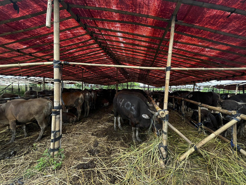 Pedagang sapi kurban di lahan BMKG, Pondok Betung, Tangerang Selatan, Banten, Minggu (25/5/2025). Foto: Rayyan Farhansyah/kumparan