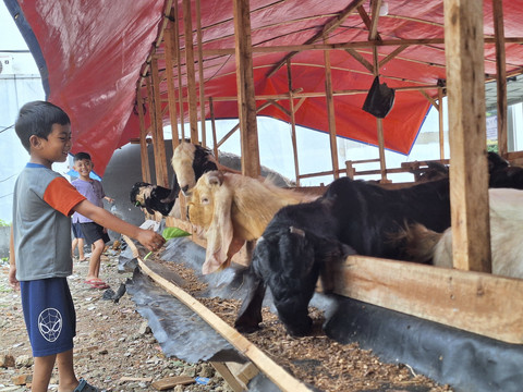 Suasana lapak dagang kurban di Jati Padang, Jakarta. Foto: Dok. Istimewa