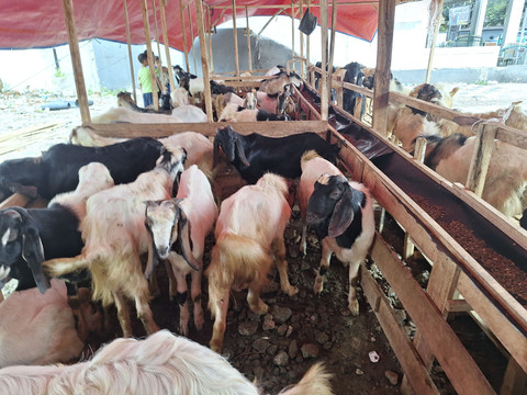 Suasana lapak dagang kurban di Jati Padang, Jakarta. Foto: Dok. Istimewa
