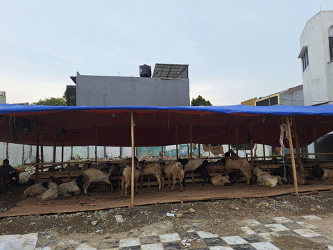 Suasana lapak dagang kurban di Jati Padang, Jakarta. Foto: Dok. Istimewa
