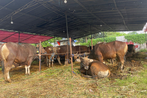 Lokasi penjualan hewan kurban di Kalibata, Kecamatan Pancoran, Jakarta Selatan, Minggu (25/6/2025). Foto: Fadhil Pramudya/kumparan