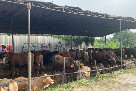 Lokasi penjualan hewan kurban di Kalibata, Kecamatan Pancoran, Jakarta Selatan, Minggu (25/6/2025). Foto: Fadhil Pramudya/kumparan