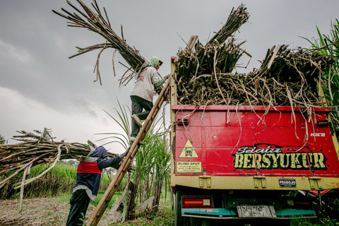 Pekerja menaikan tebu ke dalam truk untuk di bawa ke Pabrik Gula (PG) Mojo di kawasan Jenar, Sragen, Jawa Tengah. Foto: Mohammad Ayudha/ANTARA FOTO