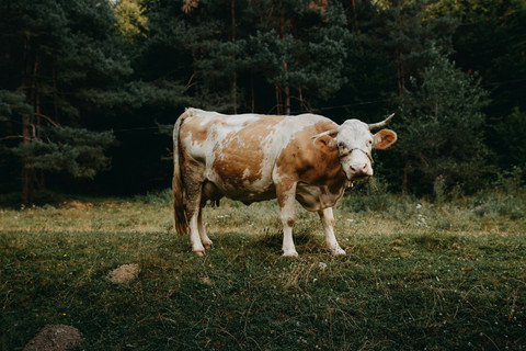 Ilustrasi Aturan Pembagian Daging Kurban, Sumber Unsplash Anton Darius