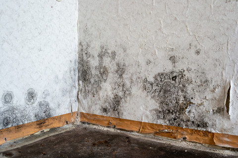 Ilustrasi Jamur Dalam Ruangan (Black Mold). Foto: Shutterstock