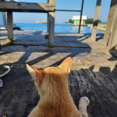 Pulau Kucing di Kepulauan Seribu. Foto: Shutterstock