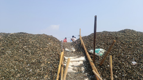 Warga beraktivitas di tumpukan limbah kulit kerang hijau yang menggunung melebihi tanggul laut setinggi 5 meter di kawasan pesisir Cilincing, Jakarta Utara, Rabu (28/5). Foto: Thomas Bosco/kumparan