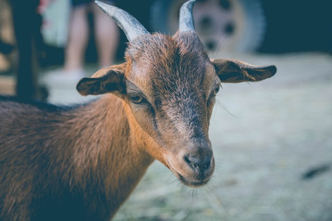 ilustrasi niat kurban kambing untuk sekeluarga. sumber: unsplash/alvaro reyes