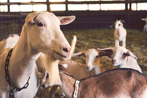 ilustrasi niat kurban kambing untuk sekeluarga. sumber: unsplash/jarren simmons