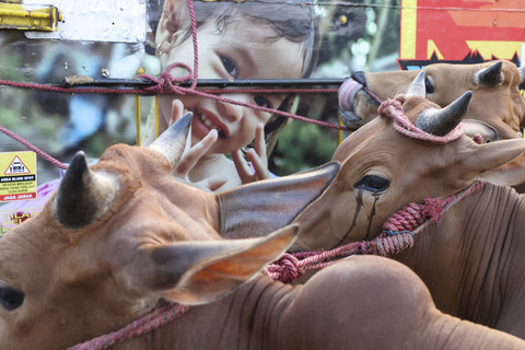 Sejumlah sapi yang dijual untuk kurban jelang Idul Adha di Pasar Hewan Jonggol, Kabupaten Bogor, Jawa Barat, Kamis (29/5/2025). Foto: Ajeng Dinar Ulfiana/Reuters