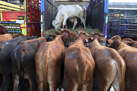 Sejumlah sapi yang dijual untuk kurban jelang Idul Adha di Pasar Hewan Jonggol, Kabupaten Bogor, Jawa Barat, Kamis (29/5/2025). Foto: Ajeng Dinar Ulfiana/Reuters