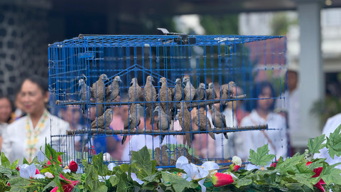Burung perkutut yang dilepaskan saat peringatan Kenaikan Yesus Kristus di GKJ Gondokusuman, Yogyakarta, Kamis (29/5). Foto: Widi RH Pradana/Pandangan Jogja