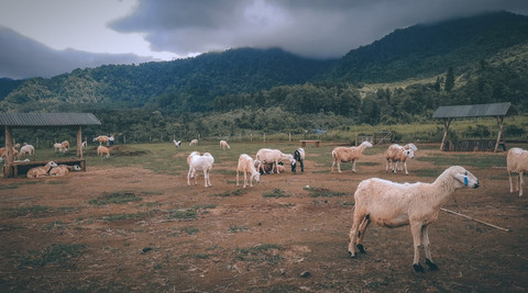Ilustrasi Kenapa Kurban Harus Jantan?  Sumber Unsplash/Ibnu Al Rasyid