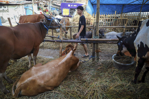 Seorang pekerja memberi makan sapi kurban di kawasan Pasar Gembrong, Cipinang, Jakarta, Jumat (30/5/2025). Foto: Iqbal Firdaus/kumparan