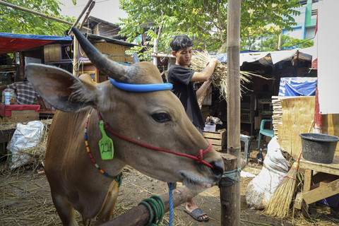 Seorang pekerja memberi pakan kepada hewan kurban seperti sapi di kawasan Pasar Gembrong, Cipinang, Jakarta, Jumat (30/5/2025). Foto: Iqbal Firdaus/kumparan