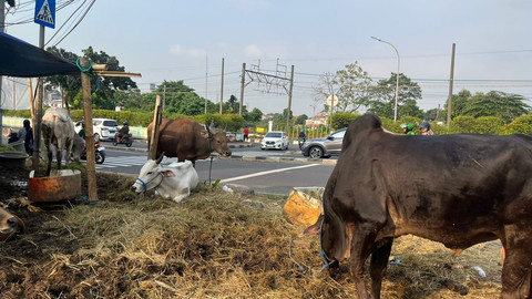Penjualan sapi asli Bima, NTB di Pasar Minggu, Jakarta Selatan, Jumat (30/5). Foto: Haya Syahira/kumparan
