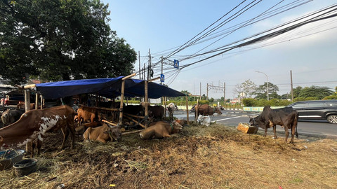 Penjualan sapi asli Bima, NTB di Pasar Minggu, Jakarta Selatan, Jumat (30/5). Foto: Haya Syahira/kumparan