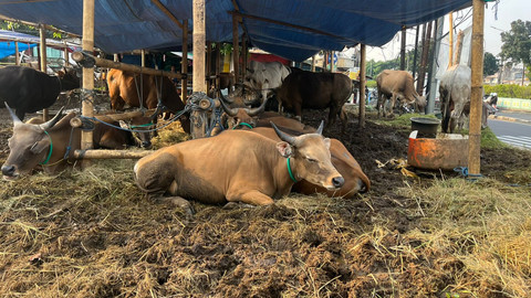 Penjualan sapi asli Bima, NTB di Pasar Minggu, Jakarta Selatan, Jumat (30/5). Foto: Haya Syahira/kumparan