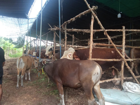 Beberapa sapi di lapak penjual hewan kurban di Palembang/Anyelir. 