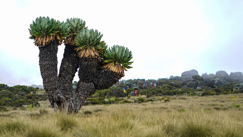 Giant groundsel, tanaman aneh yang hanya tumbuh di Gunung Kilimanjaro, Afrika. Foto: Shutterstock