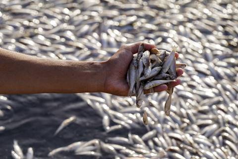Seorang pria memeriksa ikan-ikan yang mati saat terjadi kematian massal di rawa Ibn Najm, Irak, Senin (2/6/2025). Foto: QASSEM AL-KAABI/AFP