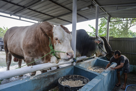 Peternak memberi makan sapi kurban dari Presiden Prabowo Subianto di Cipondoh, Kota Tangerang, Banten, Selasa (20/5/2025). Foto: Putra M. Akbar/ANTARA FOTO 