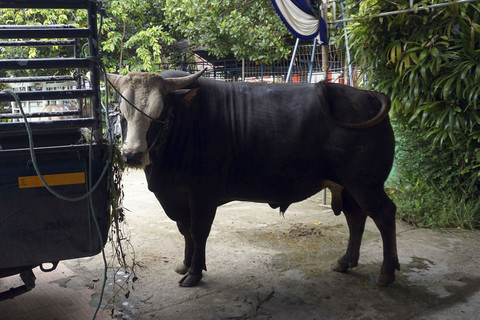 Sapi kurban dari Presiden Prabowo Subianto bernama iteng saat akan diserahkan di Kota Sorong, Papua Barat Daya, Rabu (28/5/2025). Foto: Olha Mulalinda/ANTARA FOTO