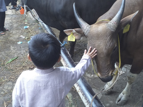 Ilustrasi sapi kurban. Foto: Shutterstock