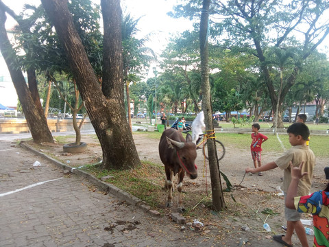 Seekor sapi yang ada di Masjid Agung Palembang/Anyelir.