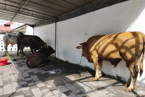 Masjid Gedhe Kauman Kota Yogyakarta akan sembelih 21 sapi dan puluhan kambing kurban besok. Daging kurban juga akan disalurkan ke luar kota. Foto: Arfiansyah Panji Purnandaru/kumparan