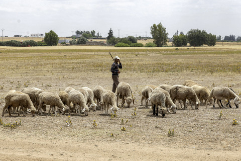 Seorang gembala menggembalakan kawanan dombanya yang dipersiapkan untuk Idul Adha di Rabat, Maroko, Selasa (3/6/2025). Foto: ABDEL MAJID BZIOUAT/AFP