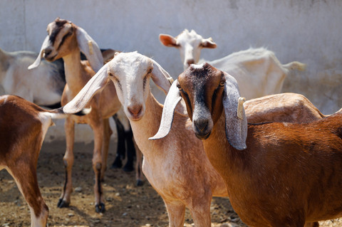 Ilustrasi Apakah Makan Daging Kambing Membatalkan Wudhu, sumber gambar unsplash/Jorge Salvador