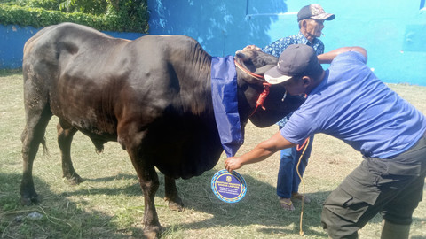 Bantuan hewan kurban dari Wali Kota Bandar Lampung untuk masyarakat yang disalurkan melalui masjid, mushala, dan pondok pesantren yang tersebar di Kota Bandar Lampung | Foto : Ist