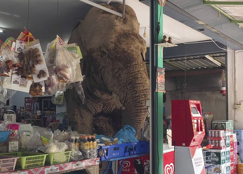 Gajah jantan bernama Plai Biang Lek ini mengobrak-abrik biskuit beras manis di sebuah toko di provinsi Nakhon Ratchasima, Thailand, Senin (2/6/2025). Foto: Kanokporn Sriboon/AP Photo