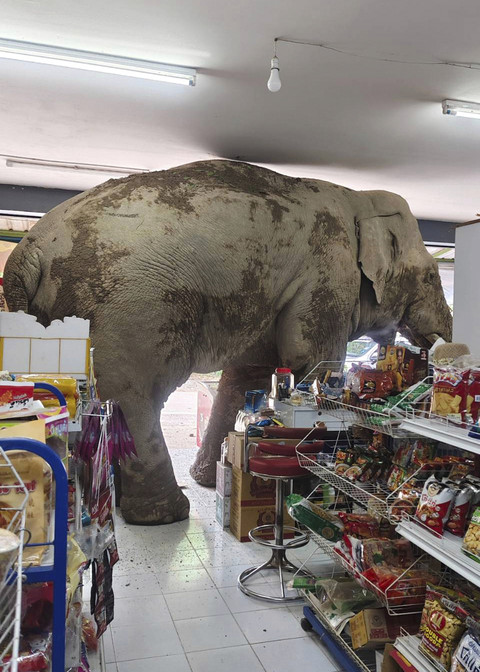 Gajah jantan bernama Plai Biang Lek ini mengobrak-abrik biskuit beras manis di sebuah toko di provinsi Nakhon Ratchasima, Thailand, Senin (2/6/2025). Foto: Kanokporn Sriboon/AP Photo