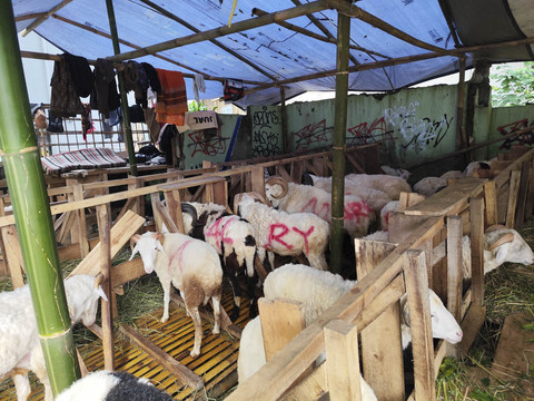 Domba-domba Garut yang dijualbelikan di Jalan Lembah Neundeut, Sarijadi, Kota Bandung, Jawa Barat, Kamis (5/6/2025). Foto: Alya Zahra/kumparan 