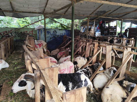 Domba-domba Garut yang dijualbelikan di Jalan Lembah Neundeut, Sarijadi, Kota Bandung, Jawa Barat, Kamis (5/6/2025). Foto: Alya Zahra/kumparan 