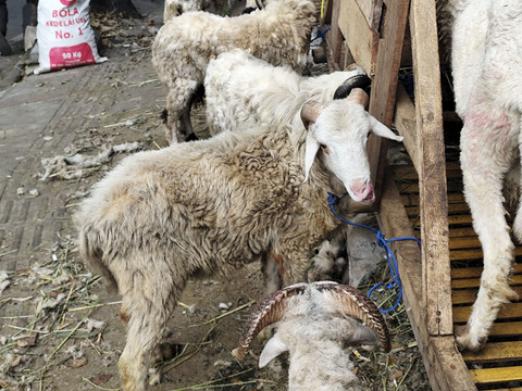 Domba-domba Garut yang dijualbelikan di Jalan Lembah Neundeut, Sarijadi, Kota Bandung, Jawa Barat, Kamis (5/6/2025). Foto: Alya Zahra/kumparan 