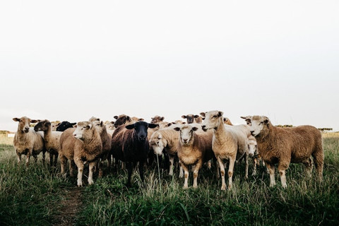 unsplash/jonathan borba