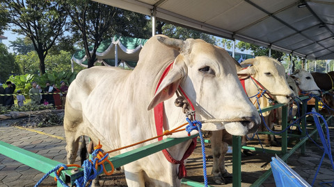 Sapi kurban Peranakan Ongole (PO) dengan berat 1,02 ton milik Presiden Prabowo di Masjid Al-Akbar Surabaya, Jumat (6/6/2025). Foto: Farusma Okta Verdian/kumparan