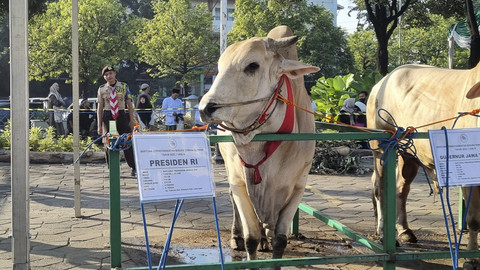 Sapi kurban Peranakan Ongole (PO) dengan berat 1,02 ton milik Presiden Prabowo di Masjid Al-Akbar Surabaya, Jumat (6/6/2025). Foto: Farusma Okta Verdian/kumparan