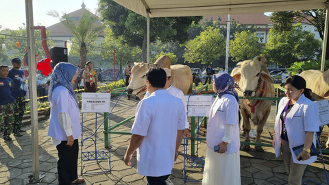Sapi kurban Peranakan Ongole (PO) dengan berat 1,02 ton milik Presiden Prabowo di Masjid Al-Akbar Surabaya, Jumat (6/6/2025). Foto: Farusma Okta Verdian/kumparan
