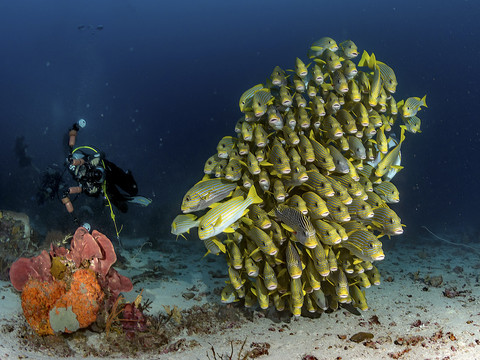 Cape Kri, Raja Ampat. Foto: Shutterstock