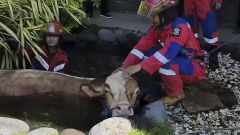 Sapi milik Dinas Pendidikan (Dispendik) Jawa Timur tercebur kolam di Kantor Dispendik Kota Surabaya Jalan Jagir Wonokromo No.354-356, Surabaya, pada Jumat (6/6/2025). Foto: Dok. Command Center 112 Surabaya