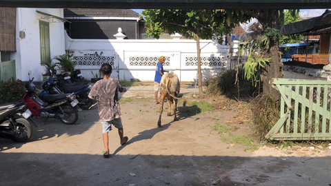 Sapi kurban di Kampung Suryoputran lepas, Jumat (6/6/2025). Foto: Arfiansyah Panji Purnandaru/kumparan