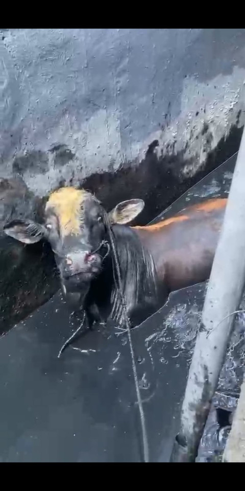 Seekor sapi kurban kabur masuk ke saluran air di Jalan Semolowaru Utara I No 139, Surabaya, Jumat (6/6/2025). Foto: Dok. DPKP Surabaya