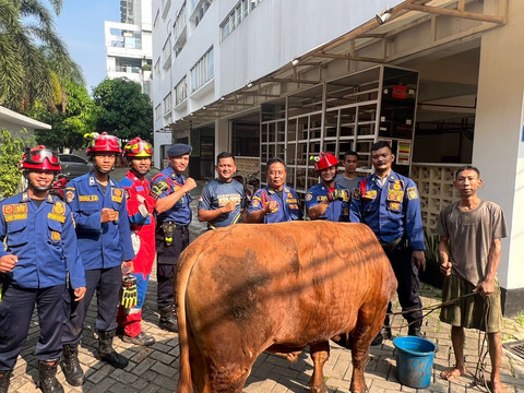 Petugas Damkar berhasil evakuasi sapi kurban yang terperosok ke sumur resapan di kawasan Kemayoran, Jakarta Pusat, Jumat (6/6). Foto: Dok. Istimewa